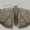 Pannaria Wave Moth