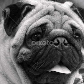 by Gautam Tarafder - Animals - Dogs Portraits