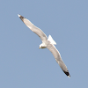 Yellow-legged gull ( Ασημόγλαρος της Μεσογείου )