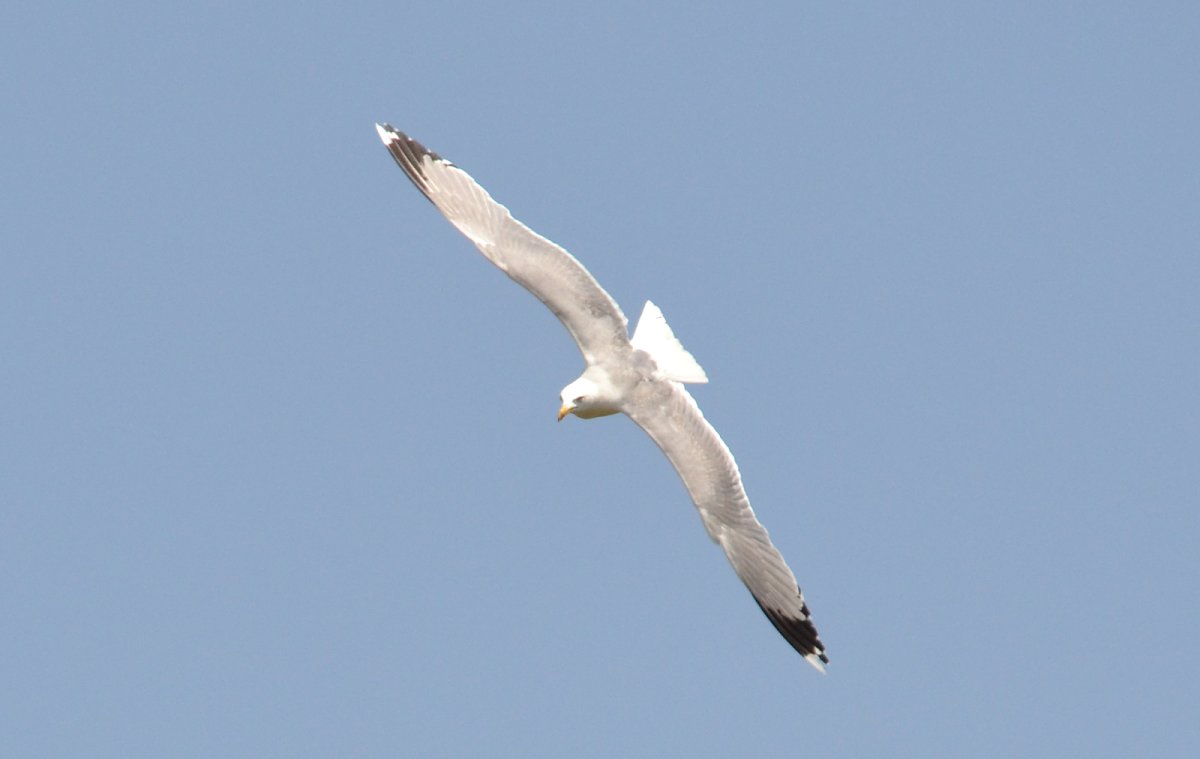 Yellow-legged gull ( Ασημόγλαρος της Μεσογείου )