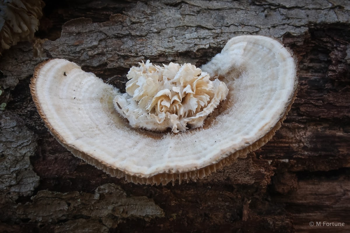 Multicolor Gill Polypore