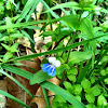 Blue-eyed Mary