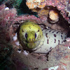 Yellowhead moray eel