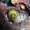 Yellowhead moray eel