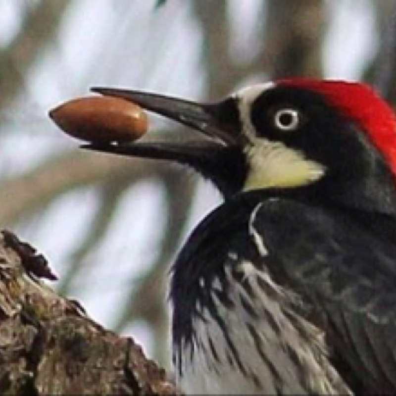 Acorn Woodpecker.