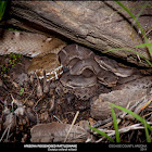 Arizona Ridge Nosed Rattlesnake