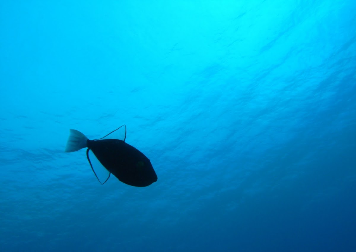 Black Triggerfish