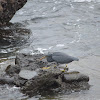 岩鷺 / Eastern Reef Heron