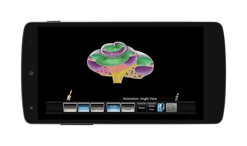 Inner Ear ID Screen 2