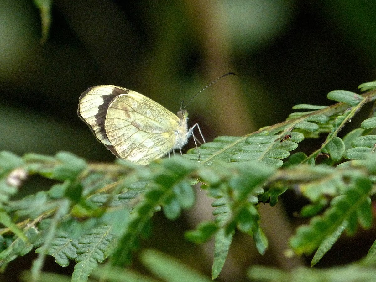 Mimic white butterfly