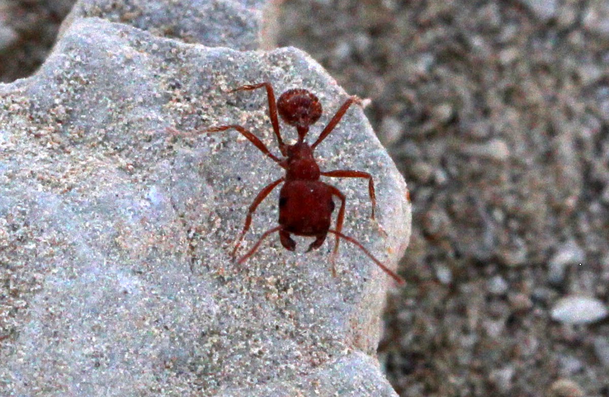 California Harvester Ant
