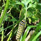 Black swallowtail butterfly caterpillars