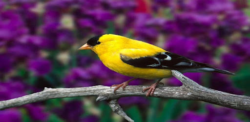 Tube Burung Kicauan Terpopuler -  apk apps