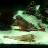 Tub gurnard - gallinella