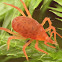 Snout mite