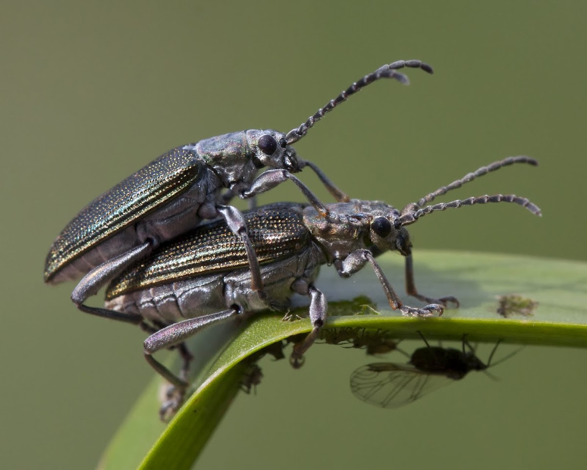 unknown beetles mating