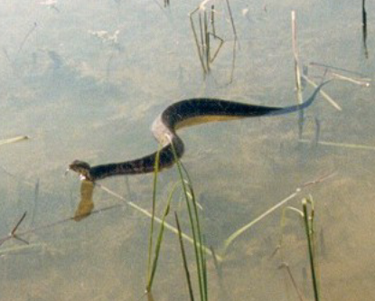 water moccasin