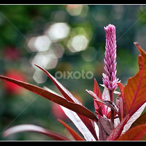 Purple by Paul Agraviador - Flowers Flowers in the Wild