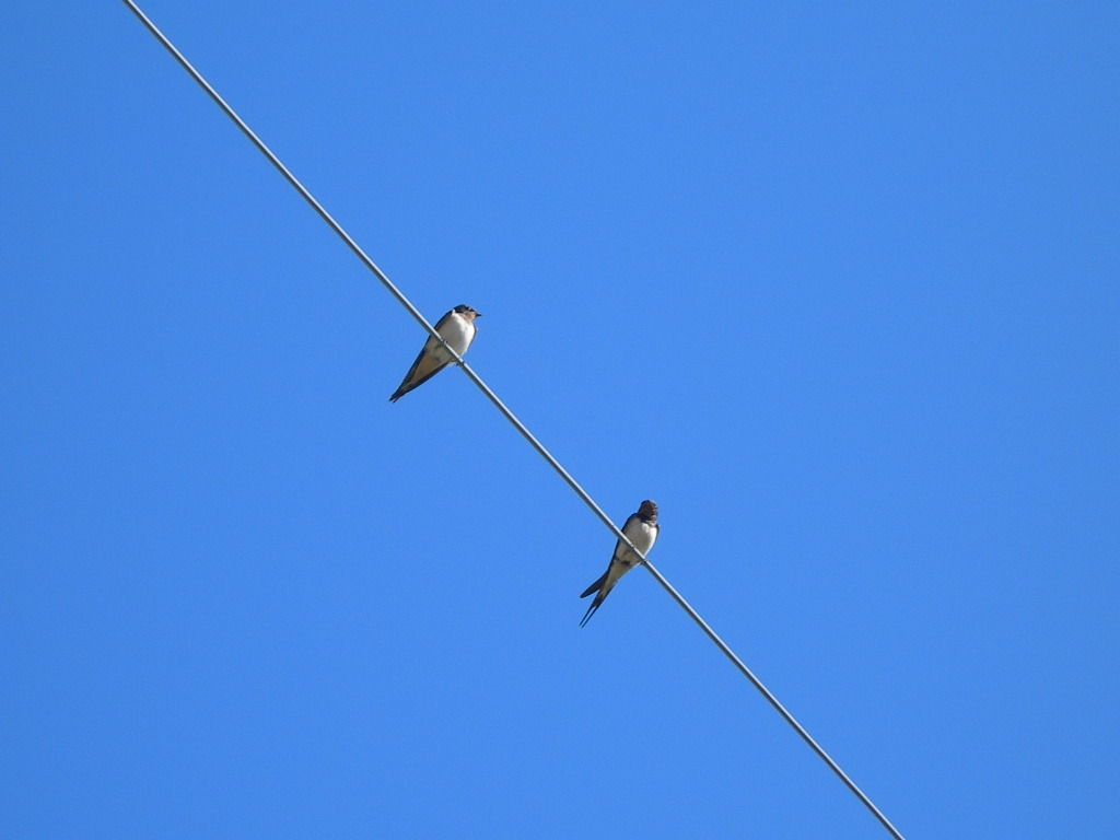 Swallows / Golondrinas