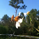 Honey Bee on Shepard's Needle