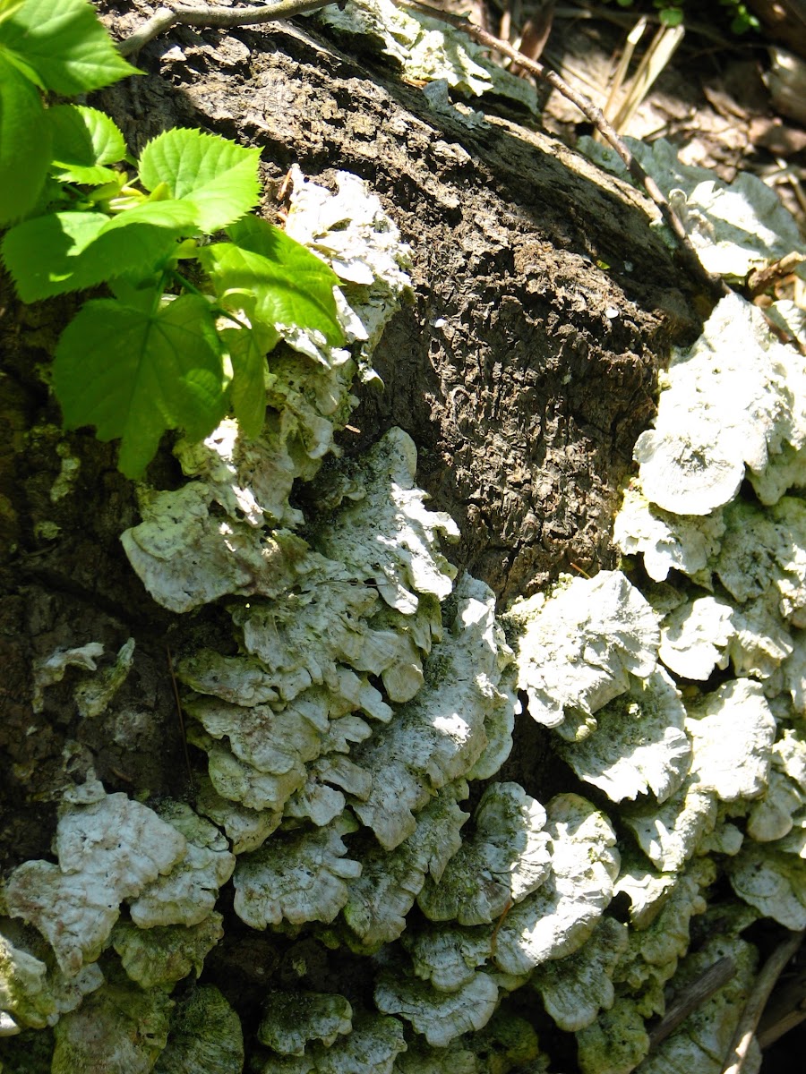 Smoky Polypore