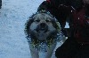 Bobi