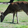 Black-tailed deer