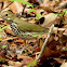 Ovenbird