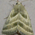Three-lined Flower Moth