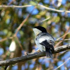 Restless Flycatcher