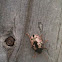 Calligrapha Leaf Beetle
