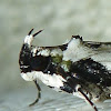 Grasshopper Moth