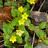 Yellow Pimpernel (Lus Cholm Cille)
