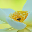Honey bee with Yellow Lotus