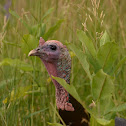 Wild Turkey