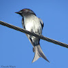 White bellied Drongo