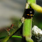 Black Lady Bug