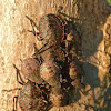 Rough stink bug ( nymphs)