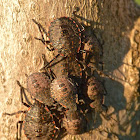 Rough stink bug ( nymphs)