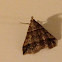 Dark-banded Owlet moth