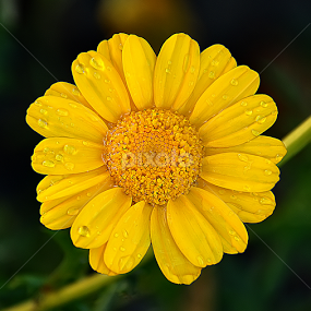 by Saptarshi Datta - Flowers Single Flower