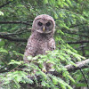 Barred Owl juveniles