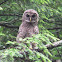 Barred Owl juveniles