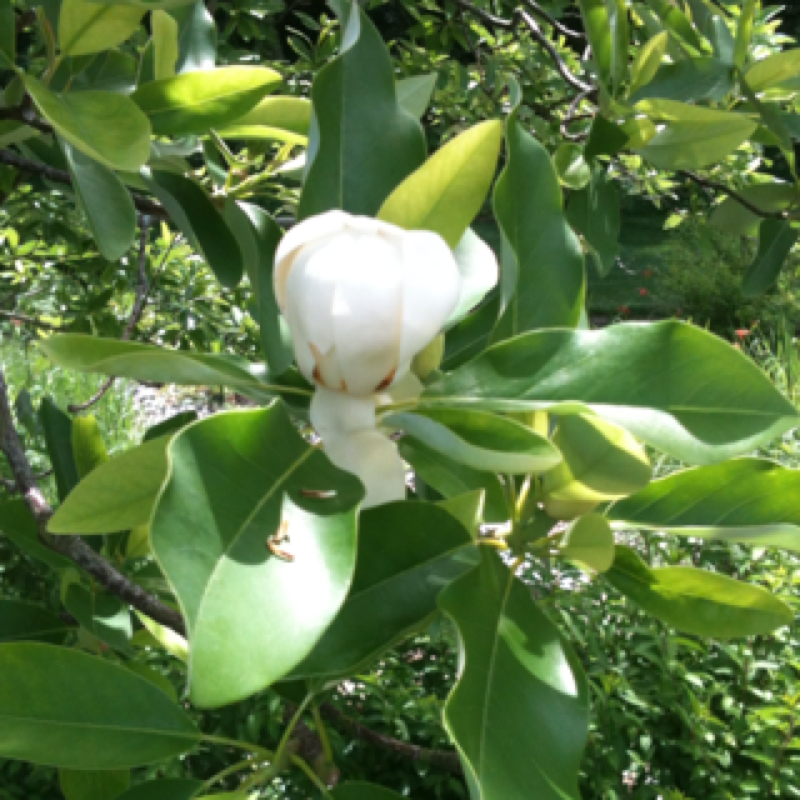 Big leaf magnolia