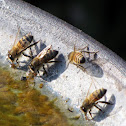 Honey Bees at birdbath