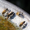 Honey Bees at birdbath