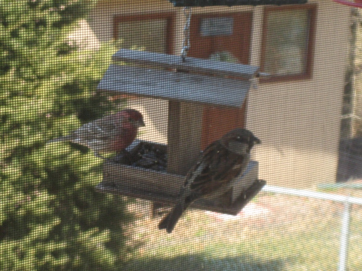 House Sparrow and Common House Finch
