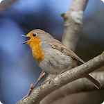 Cover Image of Télécharger Birds Of Britain 4.4 APK