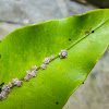 scale insects