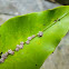 scale insects